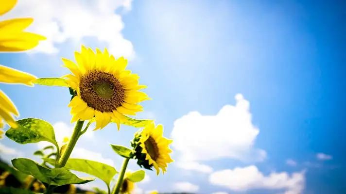 Sunflower theme for Windows 11 Slideshow image 3