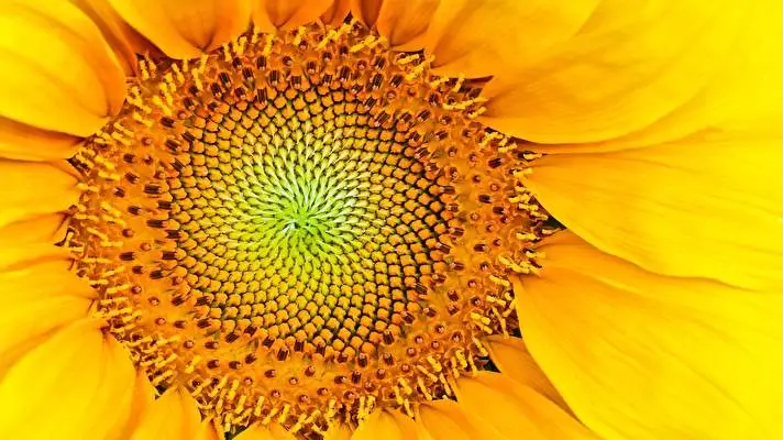 Sunflower theme for Windows 11 Slideshow image 4