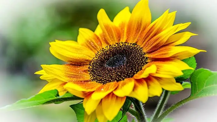 Sunflower theme for Windows 11 Slideshow image 5