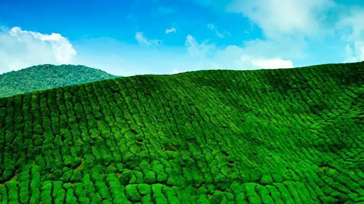 Tea Plantation theme for Windows 11 Slideshow image 1