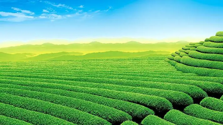Tea Plantation theme for Windows 11 Slideshow image 3
