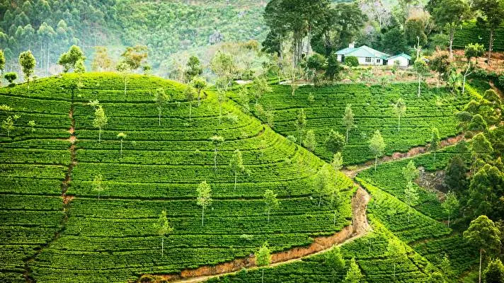 Tea Plantation theme for Windows 11 Slideshow image 4