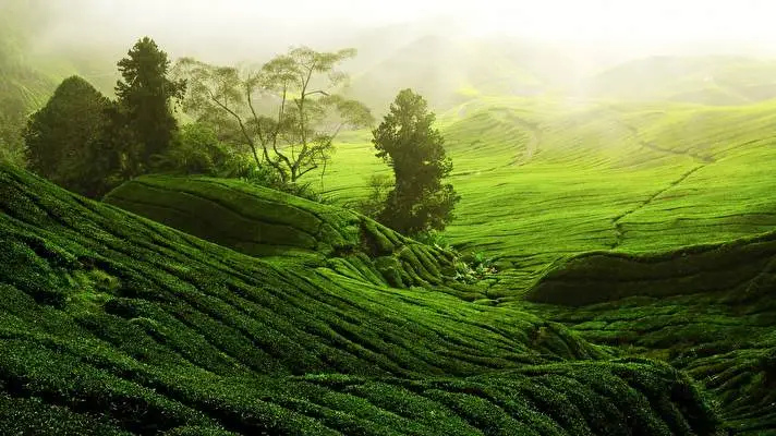Tea Plantation Dark theme for Windows 11 Slideshow image 1