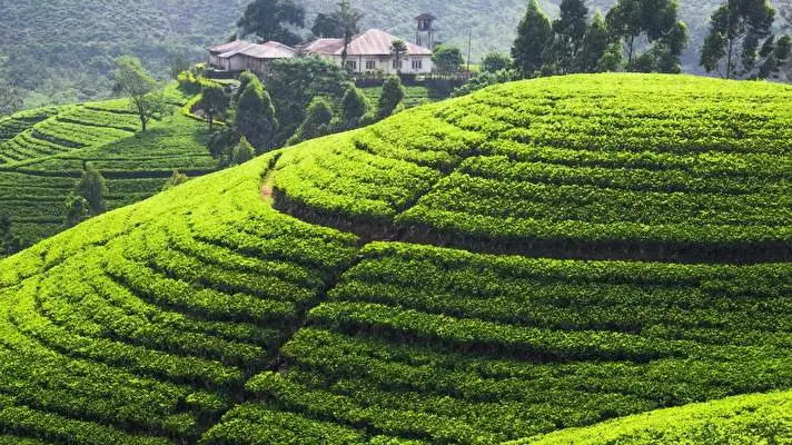 Tea Plantation Dark theme for Windows 11 Slideshow image 5