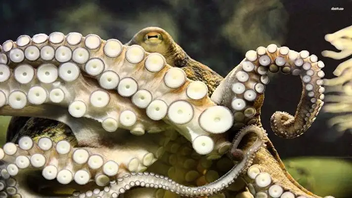 Tentacles theme for Windows 11 Slideshow image 3