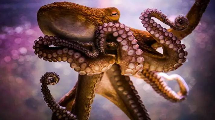 Tentacles theme for Windows 11 Slideshow image 4