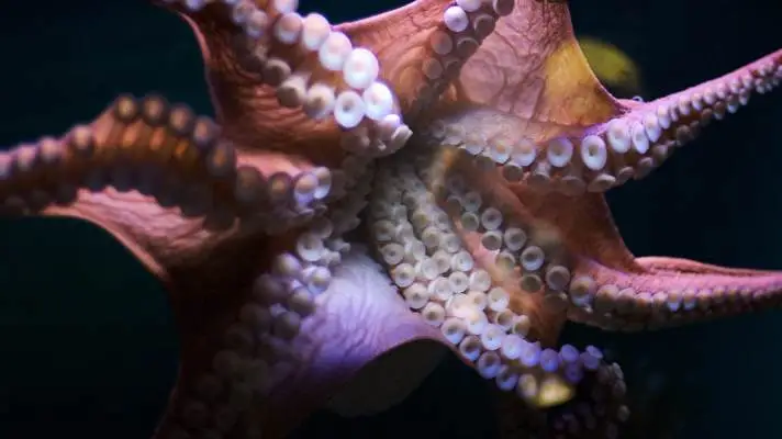Tentacles theme for Windows 11 Slideshow image 5