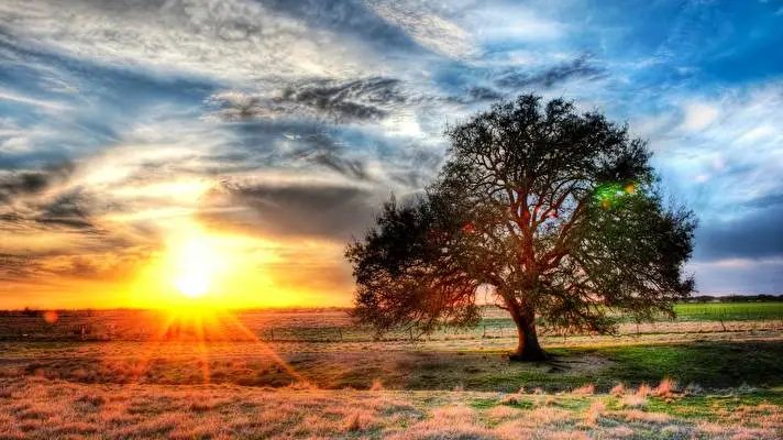 Texas theme for Windows 11 Slideshow image 5