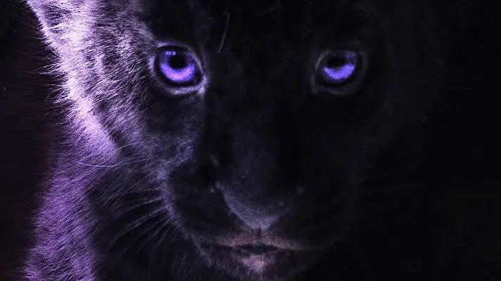 The Lion King 2019 Dark theme for Windows 11 Slideshow image 2