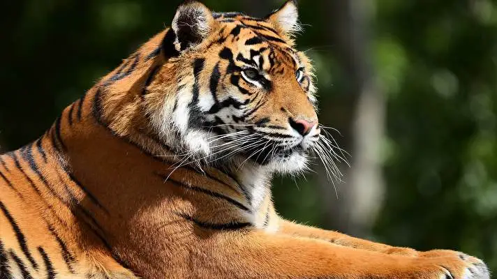 Tiger theme for Windows 11 Slideshow image 1