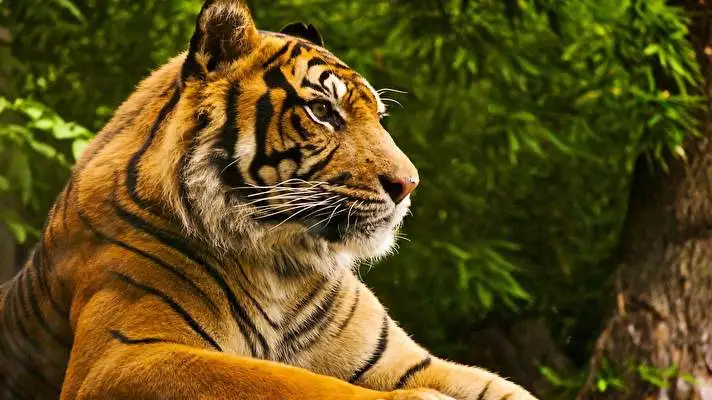 Tiger theme for Windows 11 Slideshow image 3