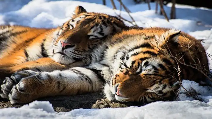 Tiger theme for Windows 11 Slideshow image 4