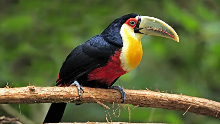 Toucan theme for Windows 11 Slideshow image 1