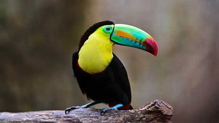 Toucan theme for Windows 11 Slideshow image 3