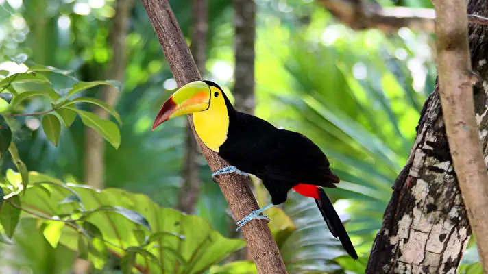 Toucan theme for Windows 11 Slideshow image 4