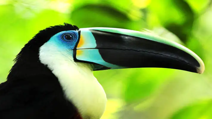 Toucan theme for Windows 11 Slideshow image 5