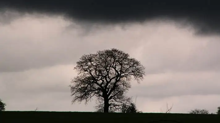 Tree theme for Windows 11 Slideshow image 1