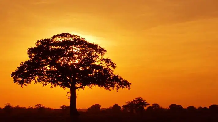 Tree theme for Windows 11 Slideshow image 2