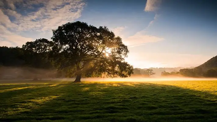 Tree theme for Windows 11 Slideshow image 3