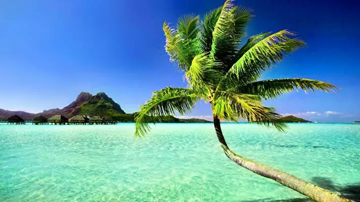 Tropical theme for Windows 11 Slideshow image 1