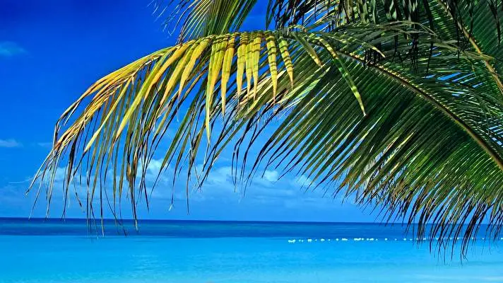 Tropical Dark theme for Windows 11 Slideshow image 4