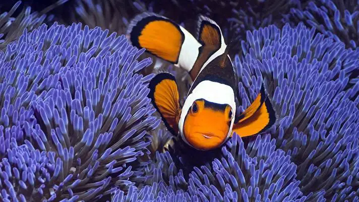 Tropical Fish theme for Windows 11 Slideshow image 3