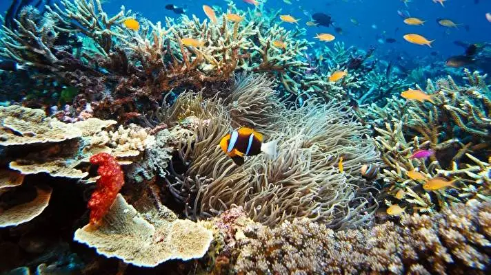 Tropical Fish theme for Windows 11 Slideshow image 4