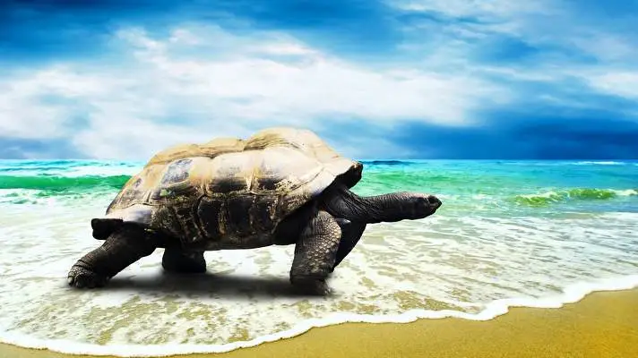 Turtle theme for Windows 11 Slideshow image 1