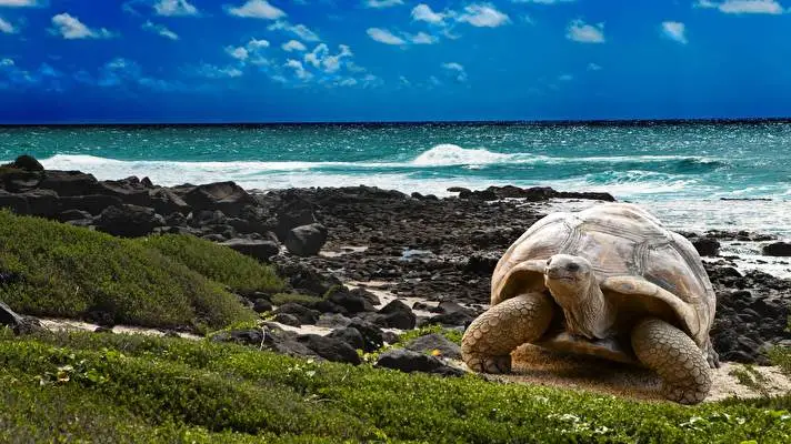 Turtle theme for Windows 11 Slideshow image 2