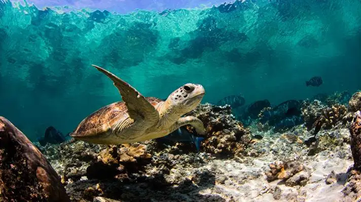 Turtle theme for Windows 11 Slideshow image 3