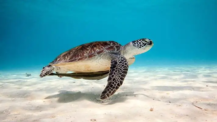 Turtle theme for Windows 11 Slideshow image 4