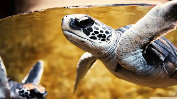 Turtle theme for Windows 11 Slideshow image 5