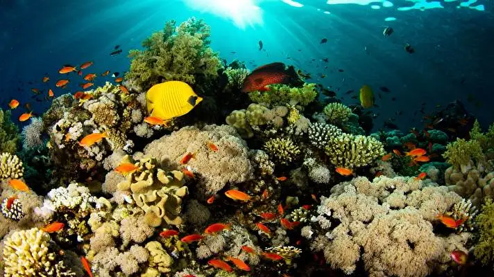 Underwater theme for Windows 11 Slideshow image 1