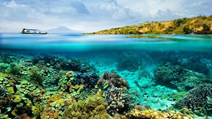 Underwater theme for Windows 11 Slideshow image 4