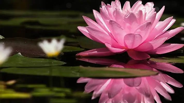 Water Lily theme for Windows 11 Slideshow image 1