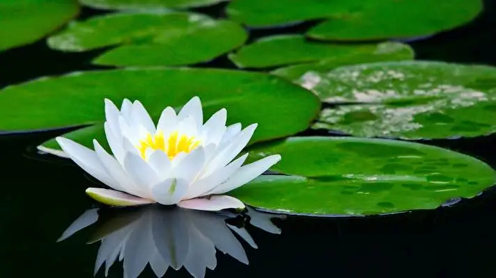 Water Lily theme for Windows 11 Slideshow image 2