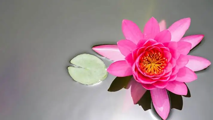 Water Lily theme for Windows 11 Slideshow image 3