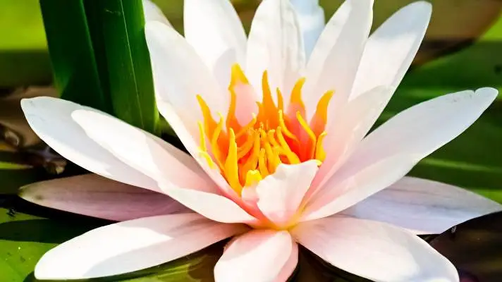 Water Lily theme for Windows 11 Slideshow image 4