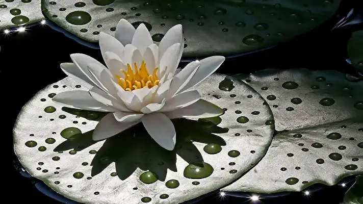 Water Lily theme for Windows 11 Slideshow image 5