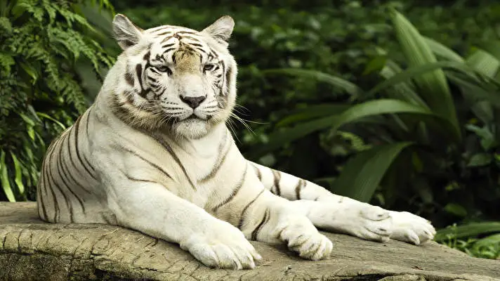 White Tiger theme for Windows 11 Slideshow image 1