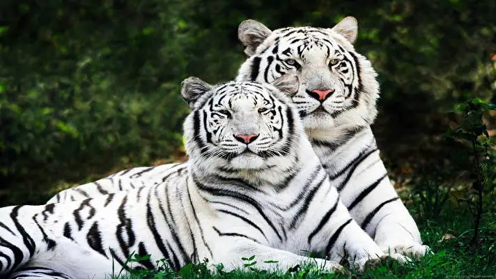 White Tiger theme for Windows 11 Slideshow image 2