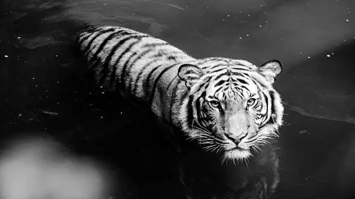 White Tiger theme for Windows 11 Slideshow image 3