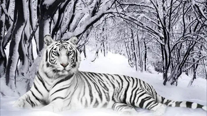 White Tiger theme for Windows 11 Slideshow image 5