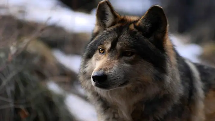 Wolf theme for Windows 11 Slideshow image 2