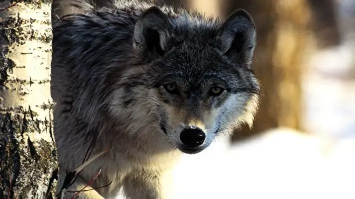 Wolf theme for Windows 11 Slideshow image 4