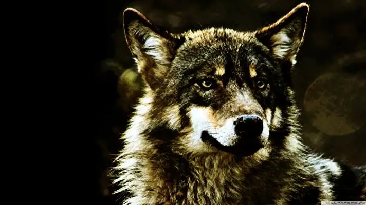 Wolf theme for Windows 11 Slideshow image 5