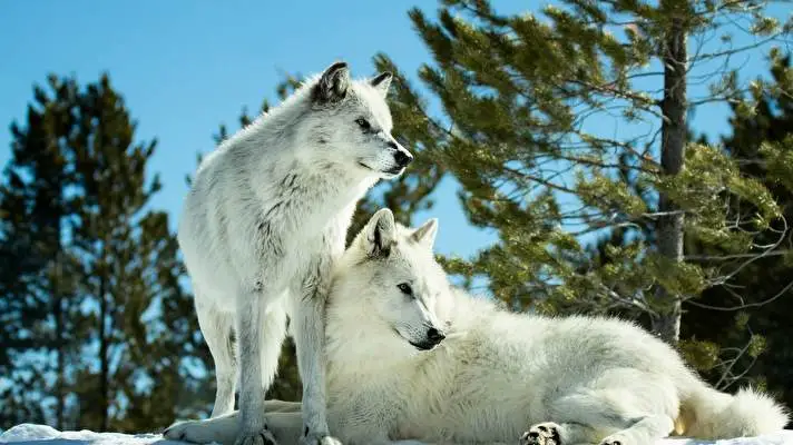 Wolves theme for Windows 11 Slideshow image 2