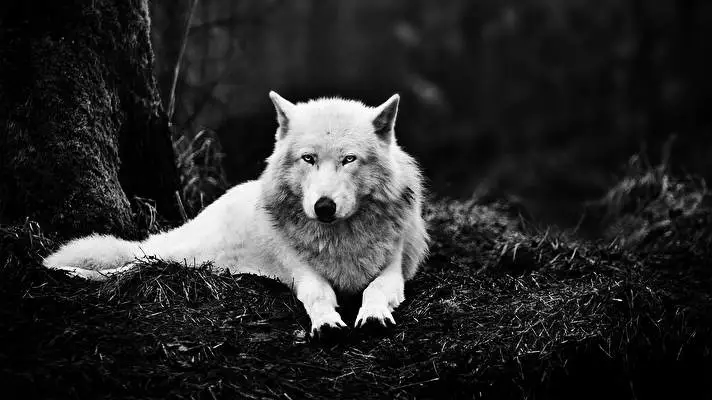 Wolves theme for Windows 11 Slideshow image 3