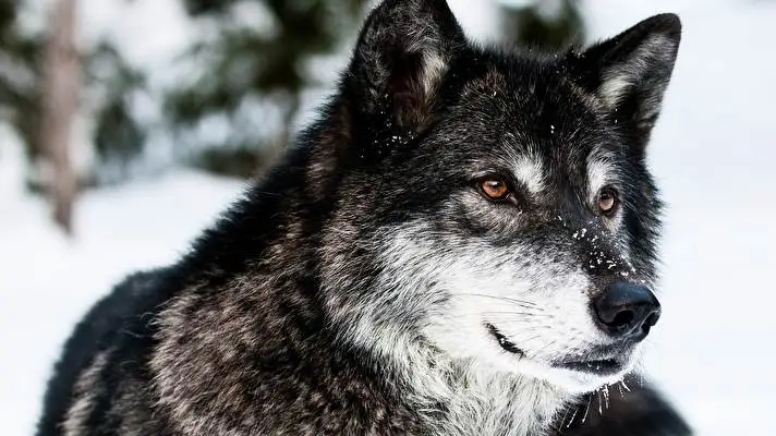 Wolves theme for Windows 11 Slideshow image 4