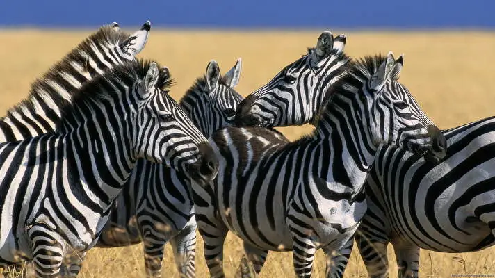 Zebra theme for Windows 11 Slideshow image 2